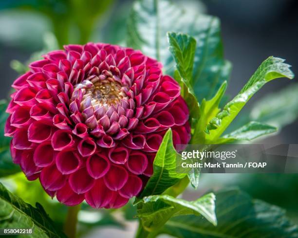 red dahlia flower blooming on plant - foap stock pictures, royalty-free photos & images