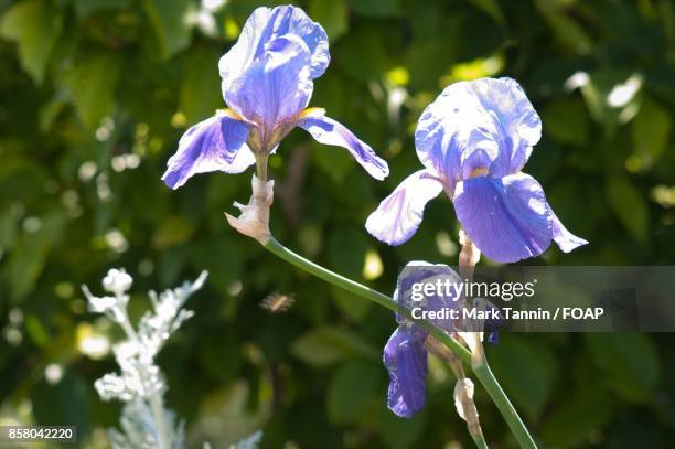 blue flowers blooming outdoor - foap stock pictures, royalty-free photos & images