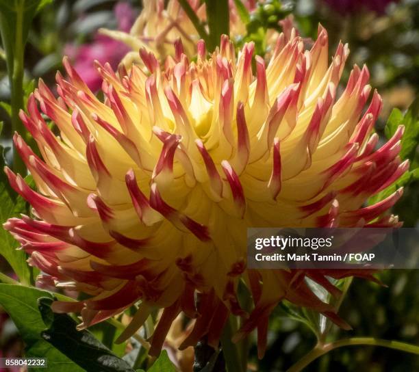 extreme close-up of dahlia flower - foap stock pictures, royalty-free photos & images