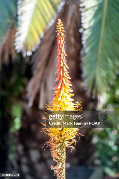 close-up of agave flower - foap stock pictures, royalty-free photos & images