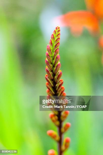 selective focus of red flower - foap stock pictures, royalty-free photos & images