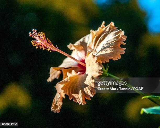 close-up of hibiscus flower - foap stock pictures, royalty-free photos & images