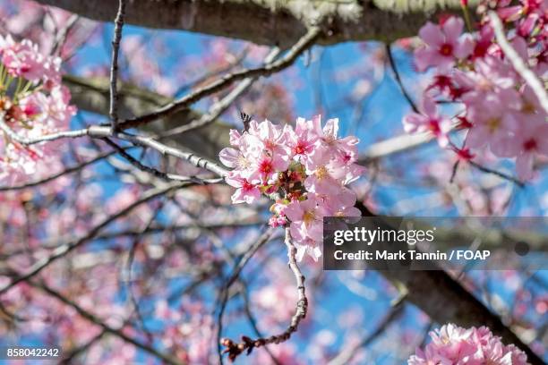 close-up of cherry blossoms - foap stock pictures, royalty-free photos & images
