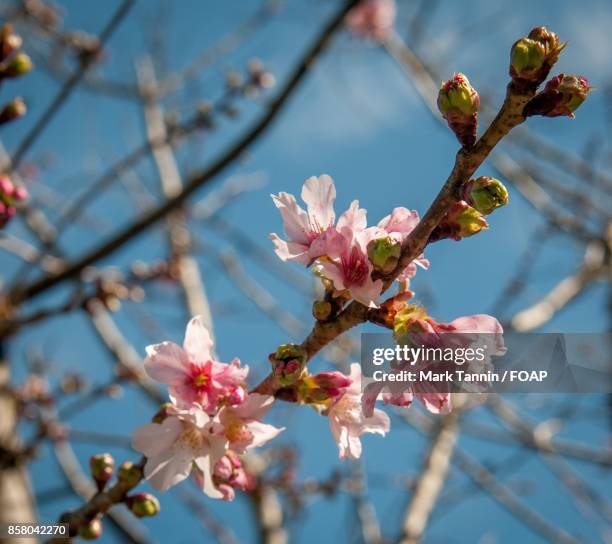 cherry blossoms blooming on plant - foap stock pictures, royalty-free photos & images