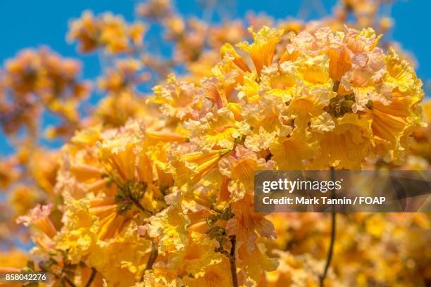 low angle view of yellow flowers - foap stock pictures, royalty-free photos & images