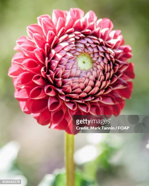 close-up of red dahlia flowers - foap stock pictures, royalty-free photos & images