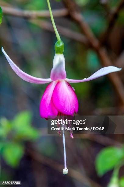 close-up of hanging fuchsia flower - foap stock pictures, royalty-free photos & images