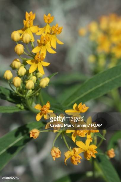 close-up of yellow flower and buds - foap stock pictures, royalty-free photos & images