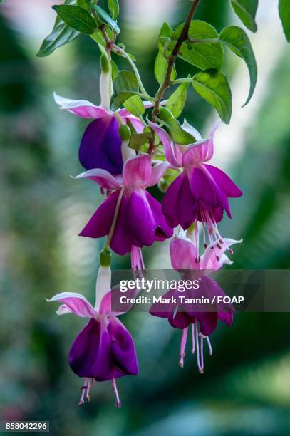 fuchsia flower hanging on plant - foap stock pictures, royalty-free photos & images