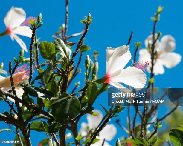 low angle view of hibiscus flower - foap stock pictures, royalty-free photos & images