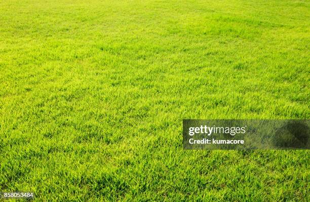 lush lawn - lush lawn stock pictures, royalty-free photos & images