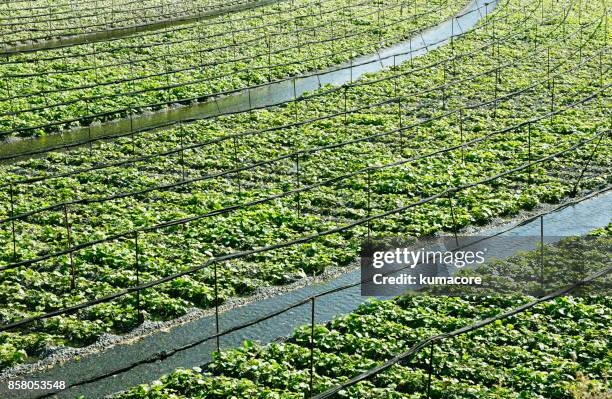 wasabi's field - wasabi farming in japan stock pictures, royalty-free photos & images