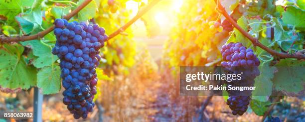 vine grapes in champagne region at montagne de reims, france - bordeaux wine - fotografias e filmes do acervo