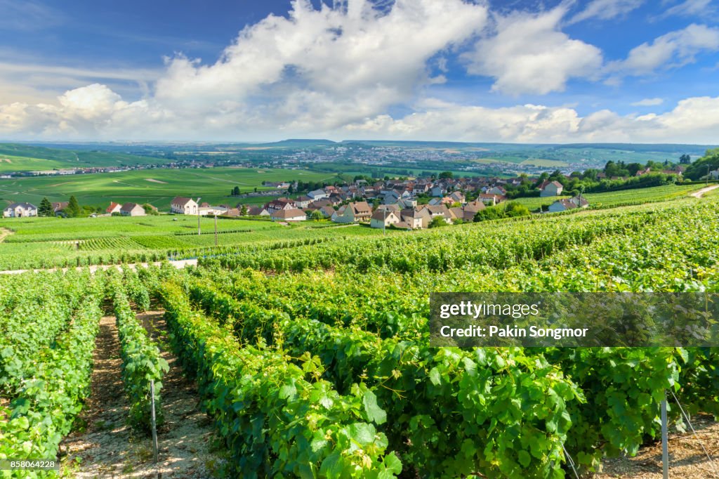 Scenic landscape in the Champagne, Vineyards in the Montagne de Reims, France