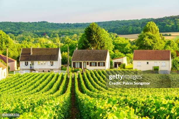 row vine green grape in champagne vineyards at montagne de reims on countryside village background, france - bordeaux wine stock-fotos und bilder