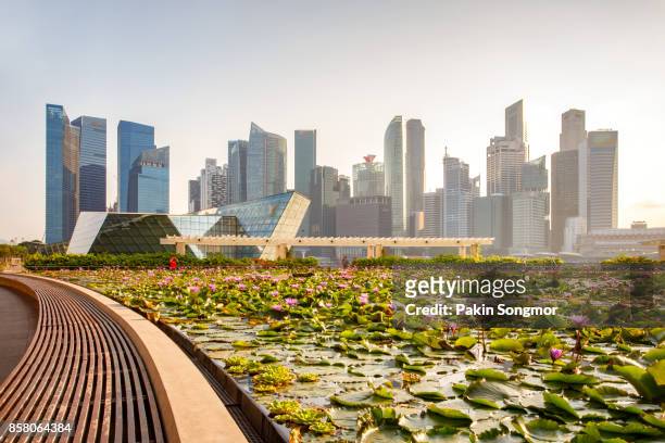 singapore skyline of business district and marina bay in day, foreground with lotus pond - singapore stock-fotos und bilder