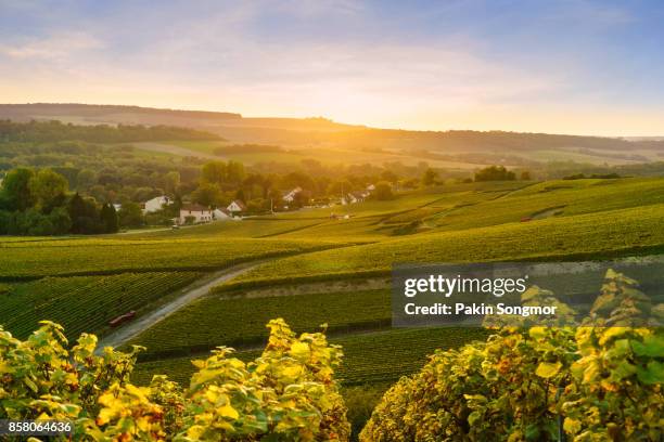 scenic landscape in the champagne at sunrise time, vineyards in the montagne de reims, france - vineyard grapes landscapes stock pictures, royalty-free photos & images