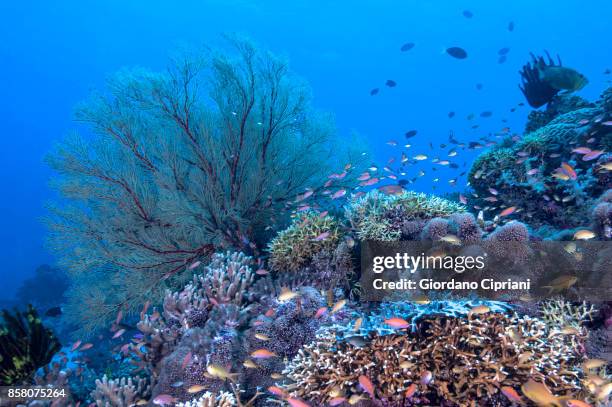 the underwater world of philippines. scuba diving at  tubbataha reefs natural park - tubbataharevet bildbanksfoton och bilder