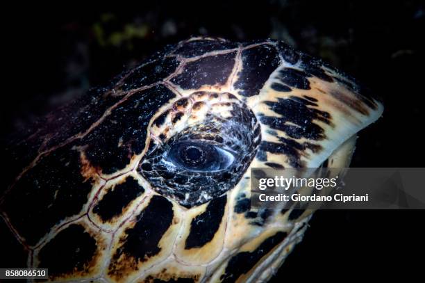 the underwater world of philippines. scuba diving at  tubbataha reefs natural park - tubbataharevet bildbanksfoton och bilder