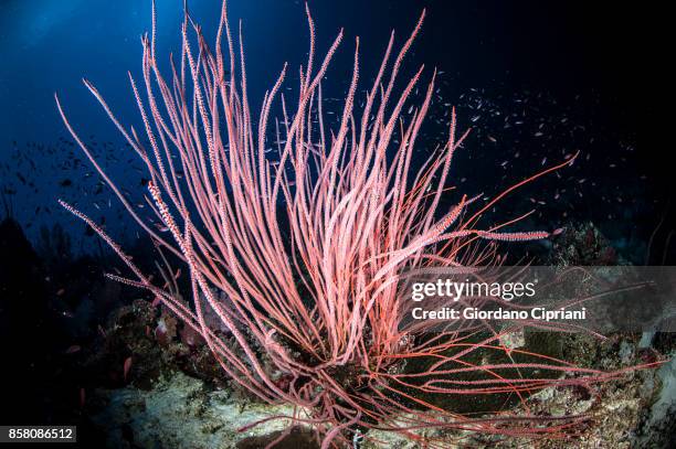 the underwater world of philippines. scuba diving at  tubbataha reefs natural park - tubbataharevet bildbanksfoton och bilder