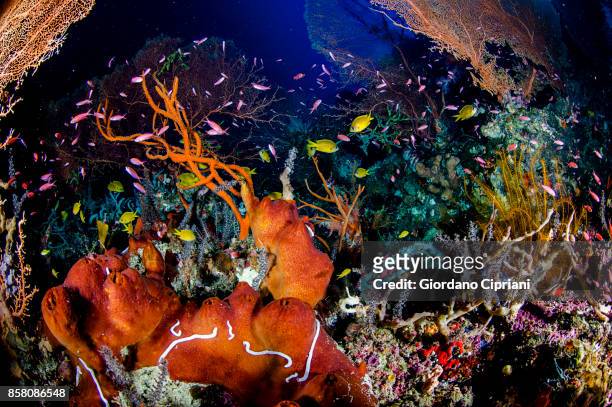 the underwater world of philippines. scuba diving at  tubbataha reefs natural park - tubbataharevet bildbanksfoton och bilder