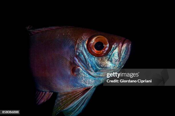 the underwater world of philippines. scuba diving at  tubbataha reefs natural park - bigscale soldierfish stock pictures, royalty-free photos & images