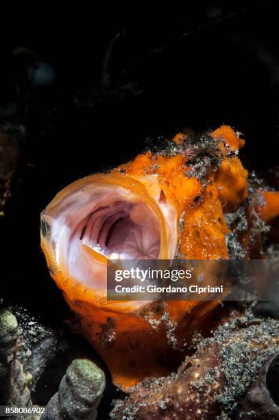 the underwater world of philippines. scuba diving at  tubbataha reefs natural park - tubbataharevet bildbanksfoton och bilder