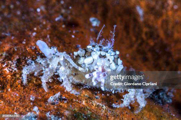 the underwater world of philippines. scuba diving at  tubbataha reefs natural park - tubbataharevet bildbanksfoton och bilder