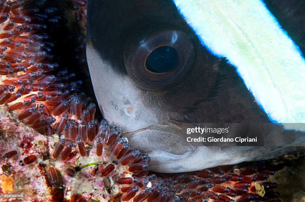 The Underwater World of Philippines. Scuba diving at Tubbataha Reefs Natural Park