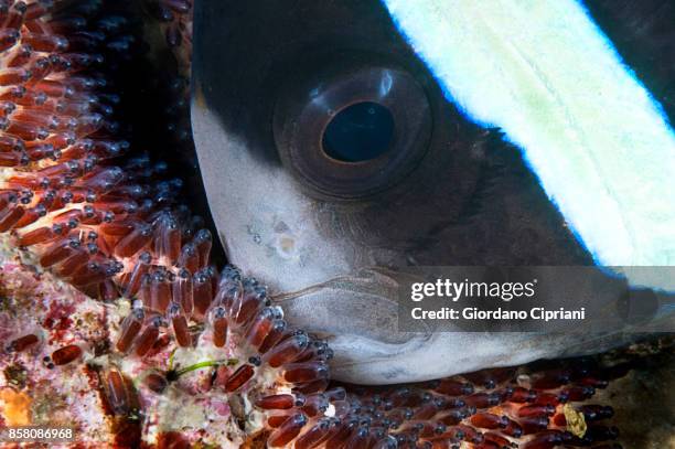 the underwater world of philippines. scuba diving at  tubbataha reefs natural park - tubbataharevet bildbanksfoton och bilder