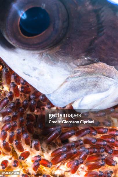 the underwater world of philippines. scuba diving at  tubbataha reefs natural park - tubbataharevet bildbanksfoton och bilder