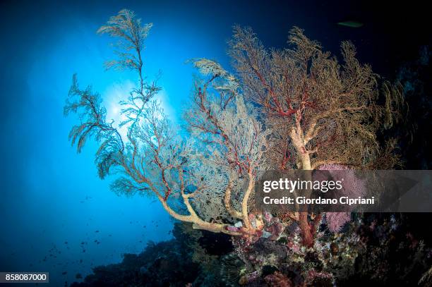 the underwater world of philippines. scuba diving at  tubbataha reefs natural park - tubbataharevet bildbanksfoton och bilder