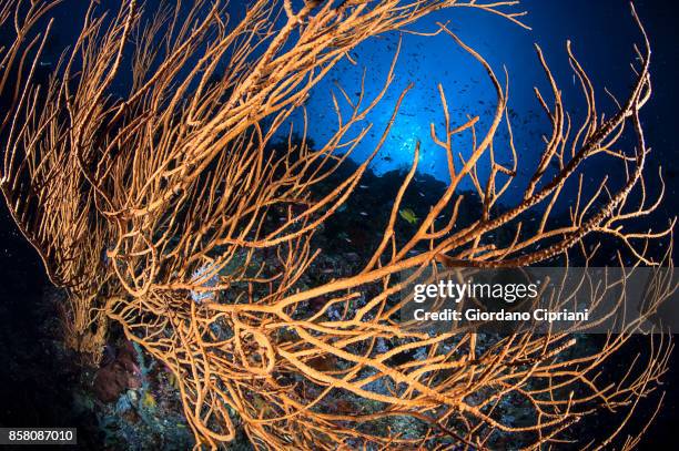 the underwater world of philippines. scuba diving at  tubbataha reefs natural park - tubbataharevet bildbanksfoton och bilder