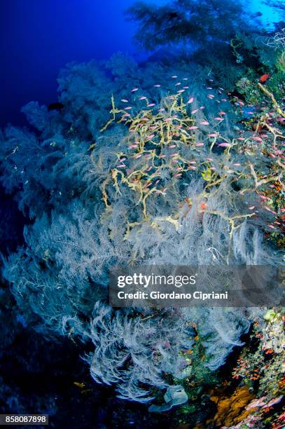 the underwater world of philippines. scuba diving at  tubbataha reefs natural park - tubbataharevet bildbanksfoton och bilder