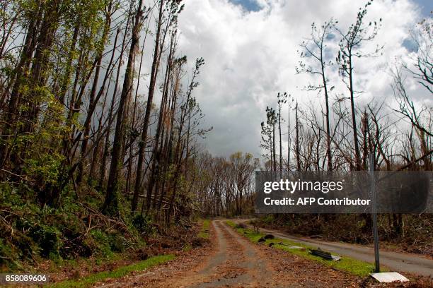 Damaged trees at the entrance of the closed El Yunque National Forest affected by the passing of Hurricane Maria is seen in Luquillo, Puerto Rico on...