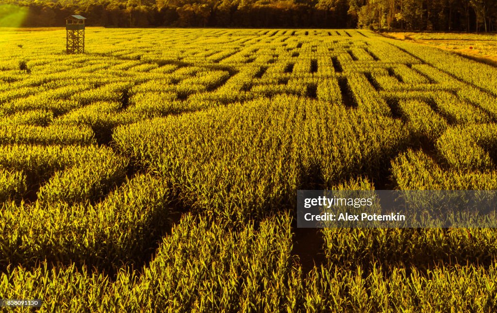 The huge Halloween's Corn Maze in Pennsylvania, Poconos Region
