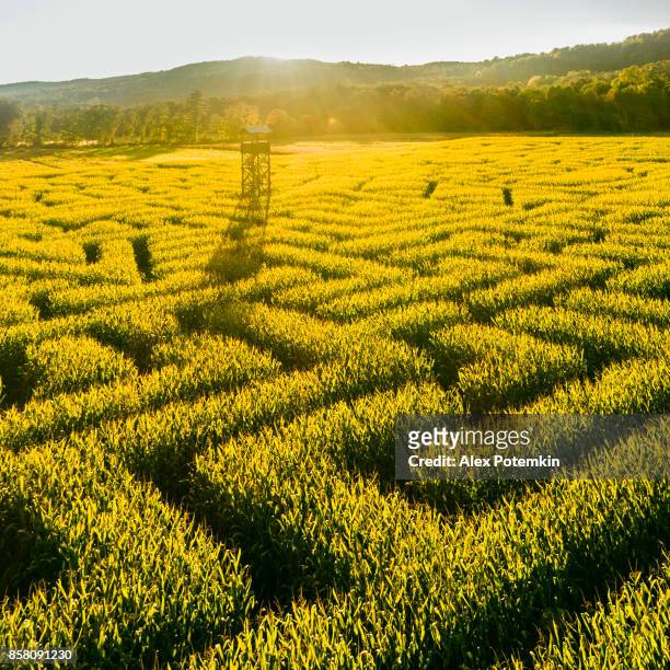the huge halloween's corn maze in pennsylvania, poconos region - corncob towers stock pictures, royalty-free photos & images