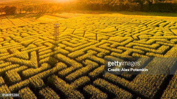 the huge halloween's corn maze in pennsylvania, poconos region - corncob towers stock pictures, royalty-free photos & images
