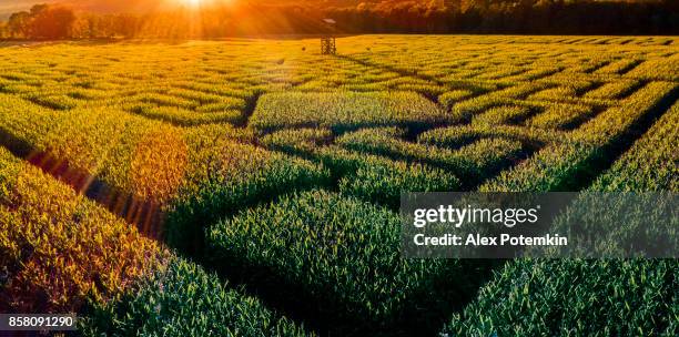 the huge halloween's corn maze in pennsylvania, poconos region - corncob towers stock pictures, royalty-free photos & images