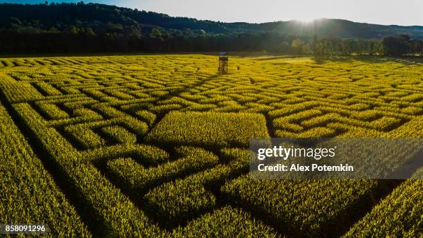 the huge halloween's corn maze in pennsylvania, poconos region - corn maze imagens e fotografias de stock