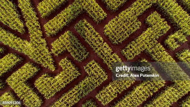 the huge halloween's corn maze in pennsylvania, poconos region - corn maze stock pictures, royalty-free photos & images