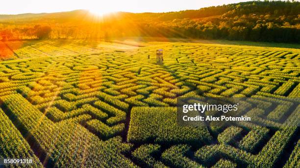 der riesige halloweens maislabyrinth in pennsylvania, poconos region - maze stock-fotos und bilder