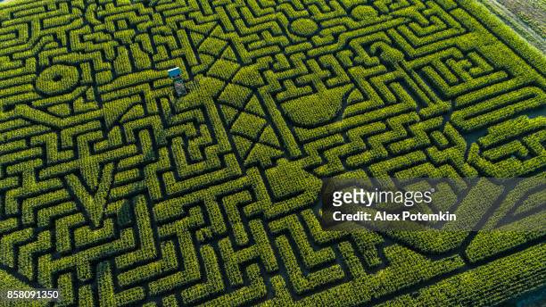 the huge halloween's corn maze in pennsylvania, poconos region - monochrome 700063863 stock pictures, royalty-free photos & images