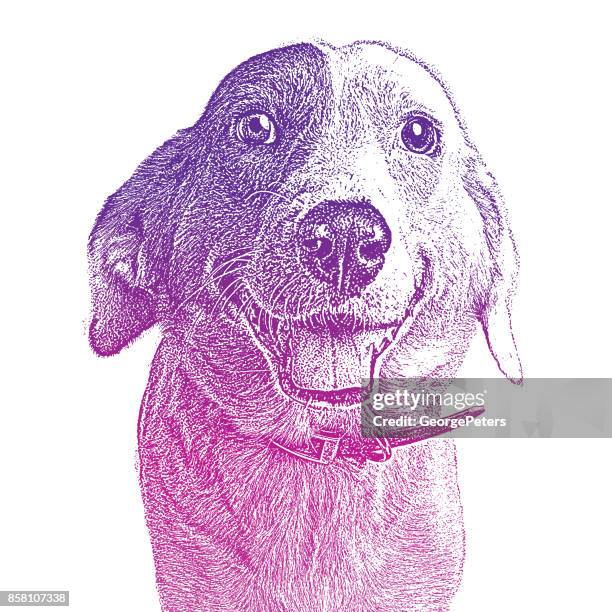ilustraciones, imágenes clip art, dibujos animados e iconos de stock de sonriendo el border collie esperando ser adoptado. perro de raza mixta. - mezzotinto