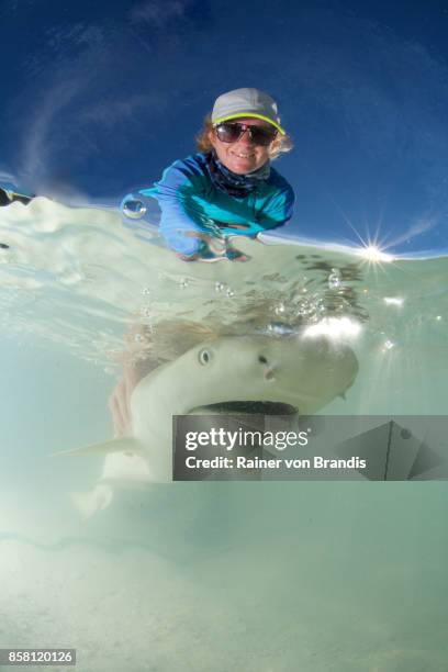 marine biologist releases shark - releasing fish stock pictures, royalty-free photos & images