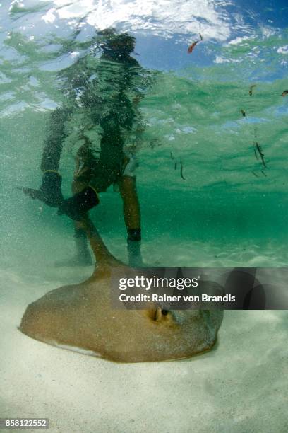 meeresbiologe fängt stingray - biologist stock-fotos und bilder