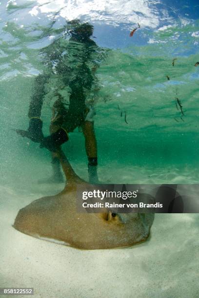 marine biologist captures stingray - wildlife biologist stock pictures, royalty-free photos & images