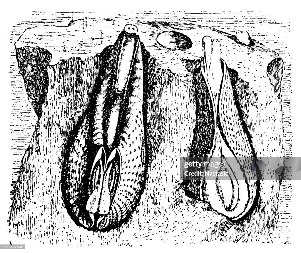 Common piddock (Pholas dactylus) boring the gneiss