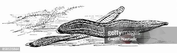 medicinal leeches (hirudo medicinalis) - leech stock illustrations
