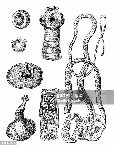 pork tapeworm (taenia solium) - taenia saginata stock illustrations